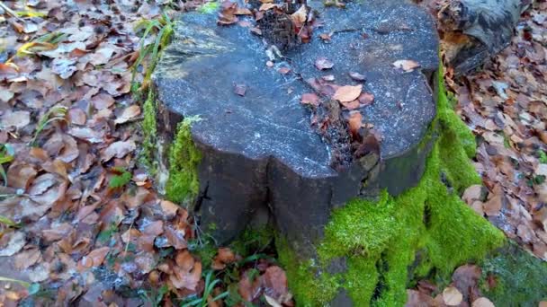 Tocón Cubierto Heladas Bosque Filmación Bosque Invernal — Vídeos de Stock