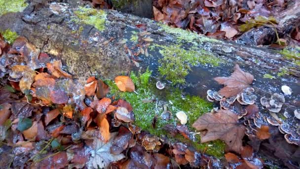 Auf Einem Umgestürzten Baum Wachsen Pilze Frost Auf Einem Baum — Stockvideo