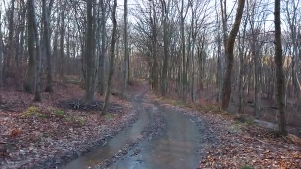 Gefrorenes Wasser Nach Regen Winterwald — Stockvideo