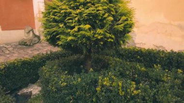 Eski bir binanın arka planında yeşil çalılar.