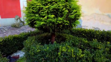 Eski bir binanın arka planında yeşil çalılar.