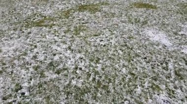 Kar çimenleri kapladı. Kışın çekim..