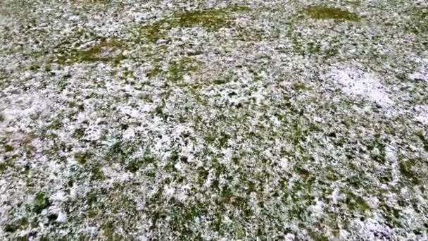 雪に覆われた草 冬の射撃 — ストック動画