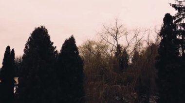 Ağaçların üzerinde uçan bir İHA 'nın hava görüntüsü.