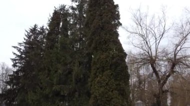 Çam ağaçları ve selvi ağaçları..