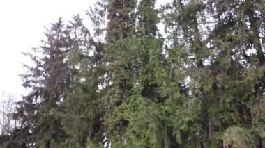 Çam ağaçları ve selvi ağaçları..