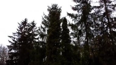 Çam ağaçları ve selvi ağaçları..