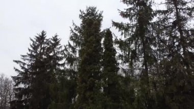 Çam ağaçları ve selvi ağaçları..