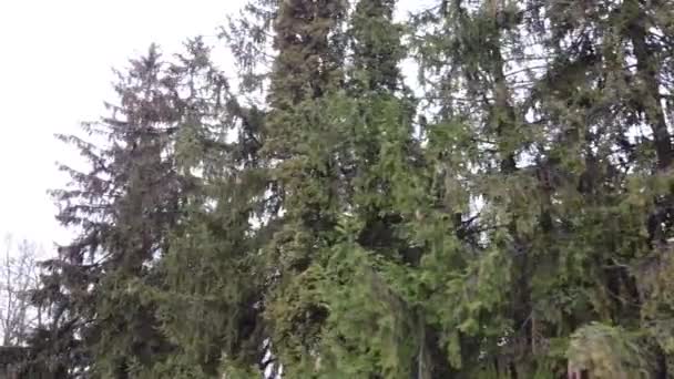 Shooting Spruce Trees Cypresses — Stock Video