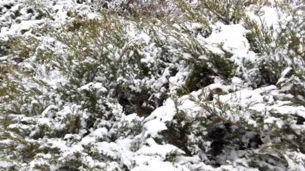 Arbustos Tui Parque Invierno Cubierto Nieve — Vídeo de stock