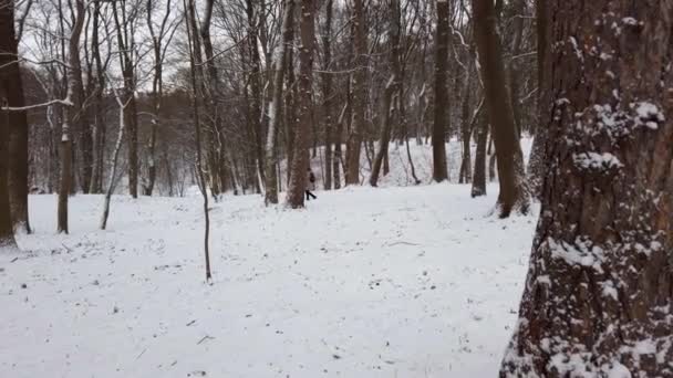 Winterpark Schnee Und Bäume — Stockvideo