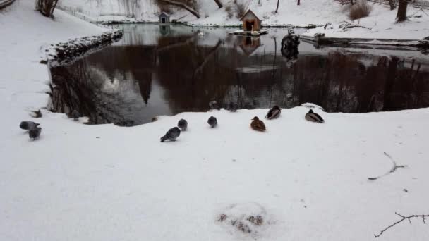 Περιστέρια Και Αγριόπαπιες Στο Χιόνι Κοντά Στη Λίμνη Χειμερινή Ημέρα — Αρχείο Βίντεο