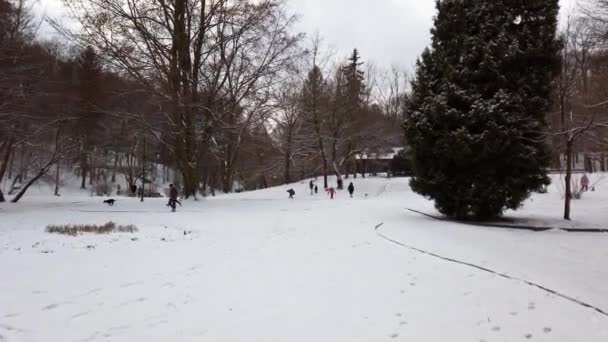Зимовий Парк Діти Лягають Сани Бавляться Собаками — стокове відео