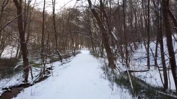 冬の森 雪と木 — ストック動画