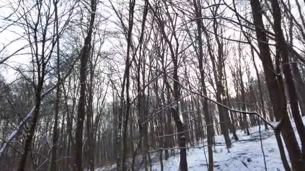 Winterwald Schnee Und Bäume — Stockvideo