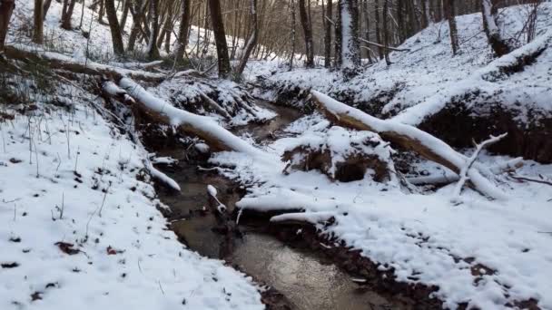 Winterwald Schnee Und Bäume Waldbach Schnee — Stockvideo