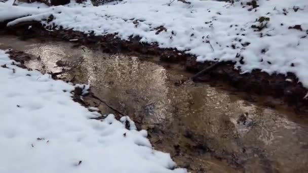 Skogsbekk Blant Snøen Vinterskog – stockvideo