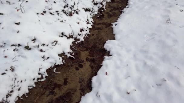 Arroyo Forestal Entre Nieve Bosque Invierno — Vídeos de Stock