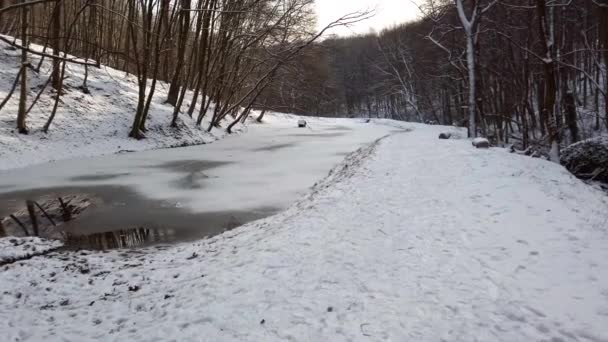 Bosque Invierno Nieve Árboles Lago Del Bosque Congelado Nieve Sobre — Vídeos de Stock