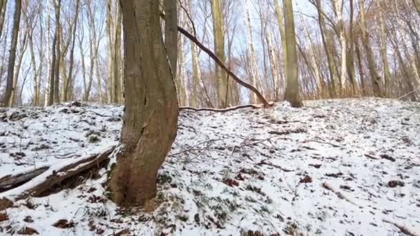 Floresta Inverno Neve Árvores — Vídeo de Stock