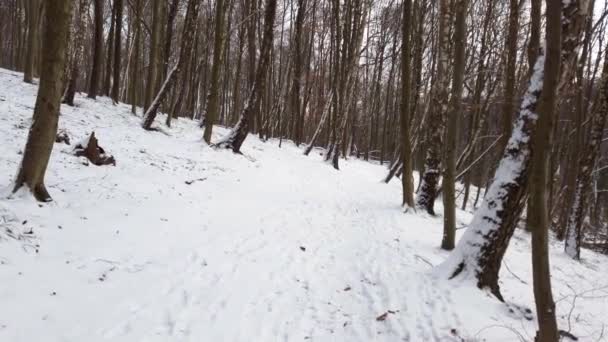 Зимовий Ліс Сніг Дерева — стокове відео