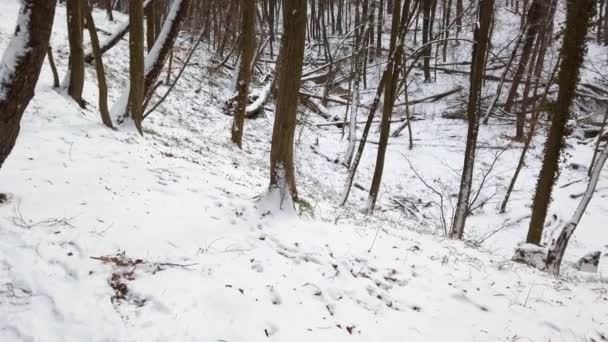 Χειμερινό Δάσος Χιόνι Και Δέντρα — Αρχείο Βίντεο