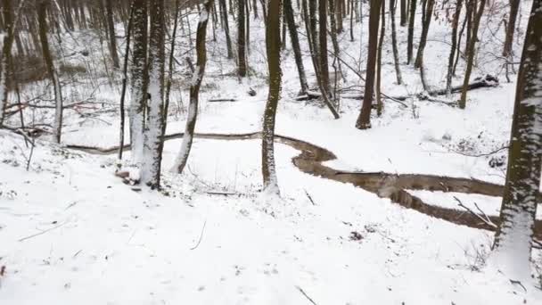 Зимовий Ліс Сніг Дерева Лісова Течія Серед Снігу — стокове відео