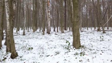 Kış ormanı Kar ve ağaçlar.