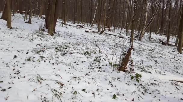 Winterwald Schnee Und Bäume — Stockvideo