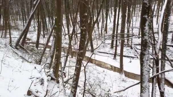 Foresta Invernale Neve Alberi — Video Stock