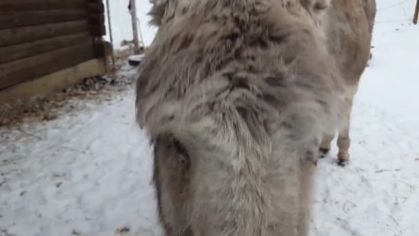 Åsnan Vintern Mot Bakgrund Snö — Stockvideo