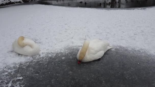 Swans Sit Ice Frozen Lake — Stock Video