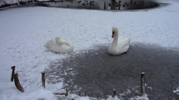 Лебеді Сидять Льоду Замерзлого Озера — стокове відео