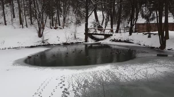 Άγριες Πάπιες Κολυμπούν Παγωμένη Λίμνη — Αρχείο Βίντεο