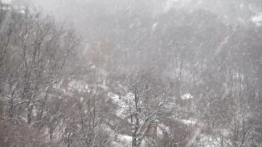 Kışın ağaçların arkasına düşen kar taneleri..