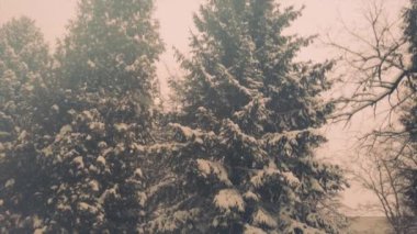 Karda firavun ağaçları. Kar fırtınası sırasında çekim yapmak.