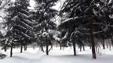 Karda firavun ağaçları. Kar fırtınası sırasında çekim yapmak.