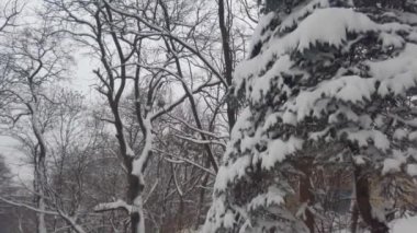 Ağaç karla kaplı. Kar fırtınası sırasında çekim yapmak.