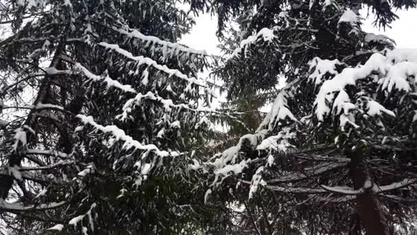 Drzewa Jodłowe Śniegu Kręcenie Podczas Zamieci — Wideo stockowe