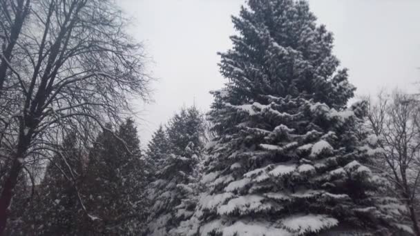 雪中的枞树 暴风雪期间的射击 — 图库视频影像