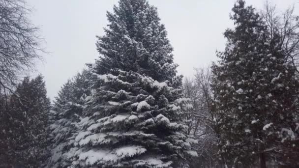 雪中的枞树 暴风雪期间的射击 — 图库视频影像