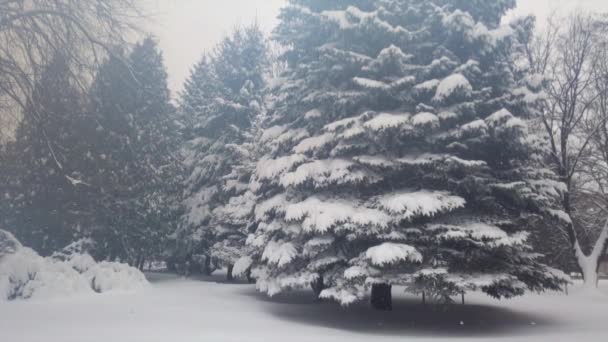 雪中的枞树 暴风雪期间的射击 — 图库视频影像