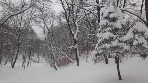 Snøstorm Parken Skyting Vinteren – stockvideo
