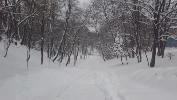 Een Sneeuwstorm Het Park Schieten Winter — Stockvideo