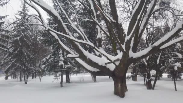 镇上的一场暴风雪 冬季枪战 — 图库视频影像