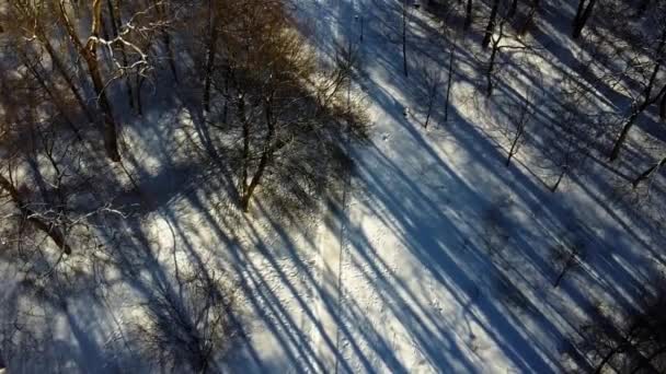 Luftaufnahme Einer Drohne Die Über Den Winterpark Fliegt — Stockvideo