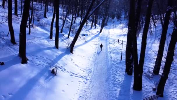 冬の公園上空を飛行するドローンの空中ビュー — ストック動画