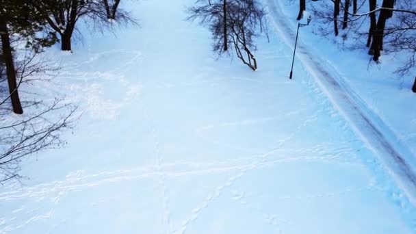 Luftaufnahme Einer Drohne Die Über Den Winterpark Fliegt — Stockvideo