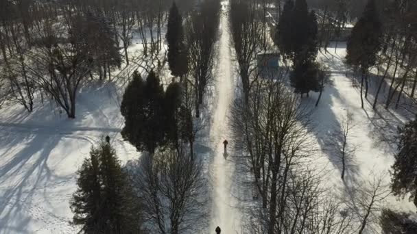 Вид Повітря Дрон Літає Над Зимовим Парком — стокове відео