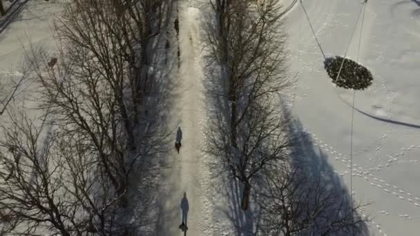 Luftaufnahme Einer Drohne Die Über Den Winterpark Fliegt — Stockvideo